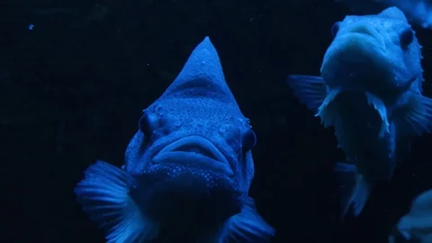 Close up of Lumpsucker fish Stock Footage 119495919