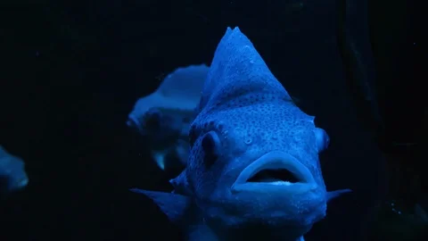 Close up of Lumpsucker fish Video stock 119496055