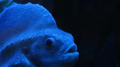 Close up of Lumpsucker fish Video stock 119496082