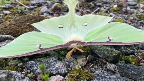 Close Up Of Luna Moth, Actias luna, Showing Its Antennae 스톡 동영상 243683997