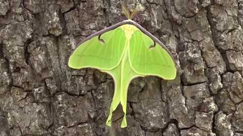 Close up luna moth on tree nature wildlife Vidéo 50142816