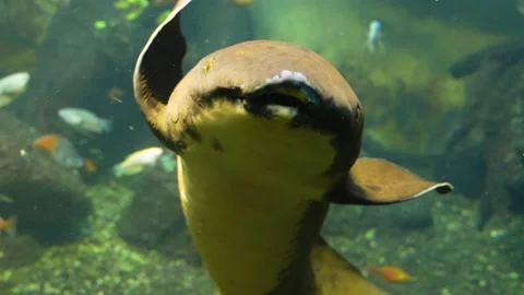 Close up of lung fish Stock Footage 233444468