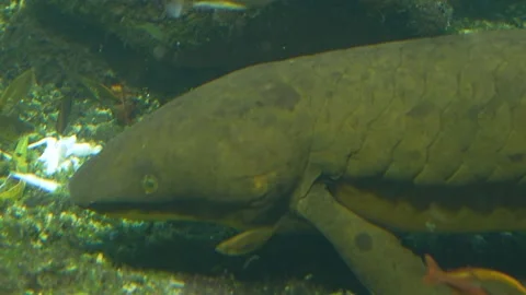  Close up of lung fish Stock Footage 234124541
