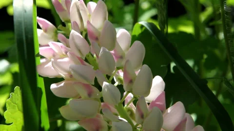 Close up Lupine flower 스톡 동영상 39328257
