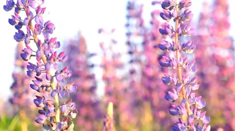 Close-up of lupine flowers 스톡 동영상 2130786