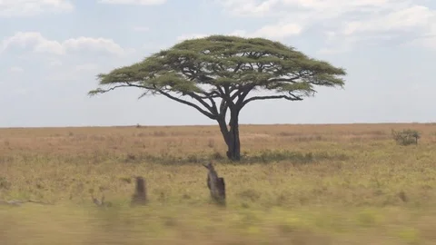 CLOSE UP: Lush acacia tree canopy in the middle of savanna grassland landscape Stock Footage 75335387