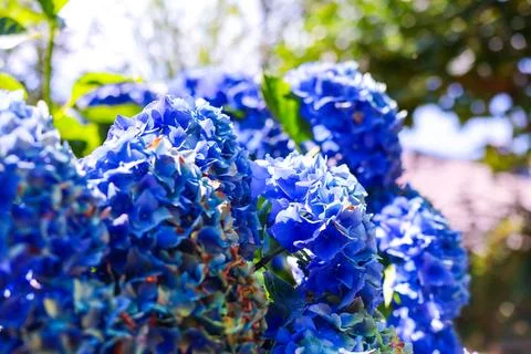 Close-Up of Lush Blue Hydrangea Stock Photos
