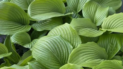 Close-up of lush bright green hosta leaves with ribbed texture filling the .. 스톡 사진