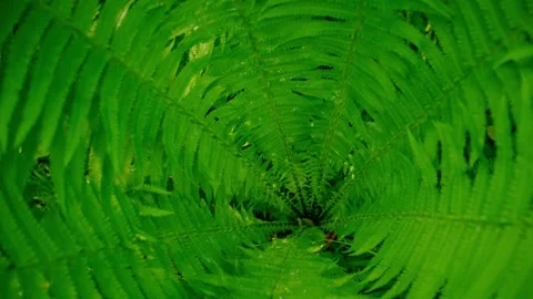 Close-up of lush ferns in forest Stock Footage 345708106