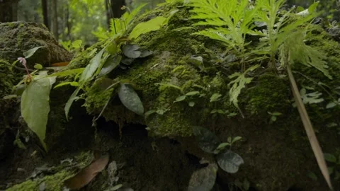 Close up lush foliage vegetation growing on the ground in the jungle. Stock Footage 137769052