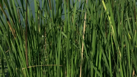 Close-up of lush green cattails swaying gently by the water's edge Stock Footage 337128212