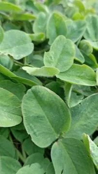 Close-up of a lush green clover patch, ideal for backgrounds or natural desig Stock Photos