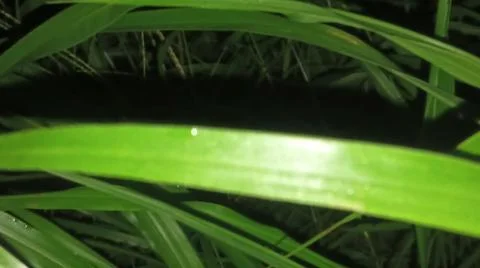 Close-up of lush green corn leaves in a natural agricultural field. 写真素材