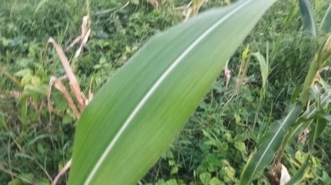 Close-up of lush green corn leaves in a natural agricultural field. Stock-Fotos