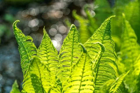 Close up of lush green ferns in spring Stock Photos