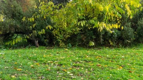 A close up of a lush green field Stock Photos