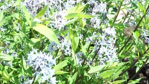 A close up of a lush green forest Video stock 131909811