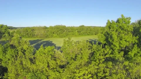 A close up of a lush green forest Stock Footage 155458849