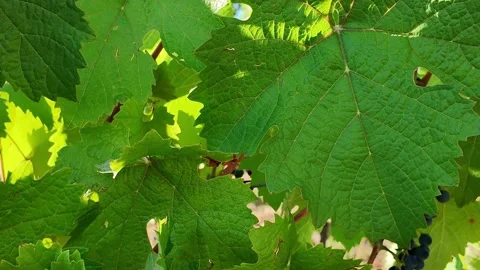 Close-up of lush green grape leaves and ripening dark grapes in sunlight Stock Footage 343440621