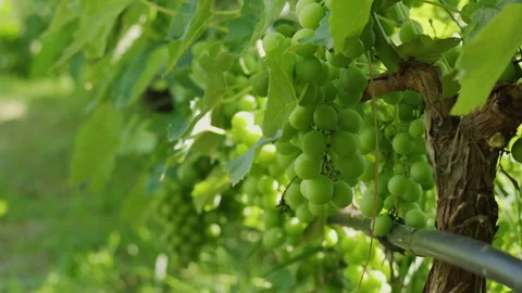 Close-Up of Lush Green Grapes Growing on Vine in Sunlit Vineyard Stock Footage 342384049