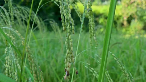 Close-Up of Lush Green Grass and Wild Plant Seeds 스톡 동영상 340278072