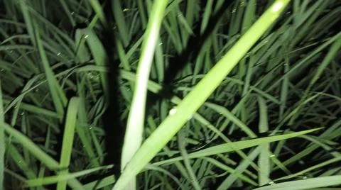 Close-Up of Lush Green Grass and Fresh Vegetation Field Texture Stock-Fotos