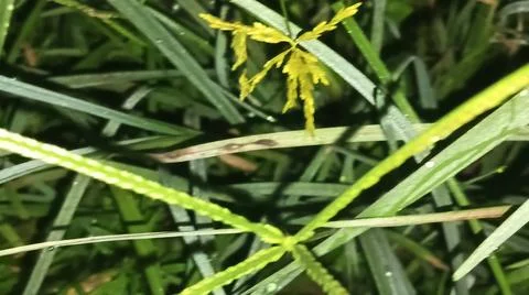 Close-Up of Lush Green Grass and Fresh Vegetation Field Texture 스톡 사진
