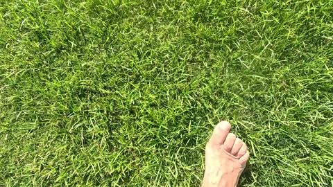 Close-Up of Lush Green Grass with Barefoot Step Indicating Connection to Nature Stock Footage 331059528