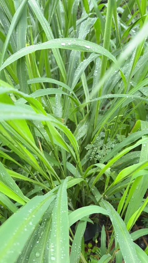 Close-Up of Lush Green Grass Blades with Morning Dew Drops Stock Footage 341397429