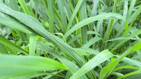 Close-Up of Lush Green Grass Blades with Morning Dew Drops Stock Footage 341397459