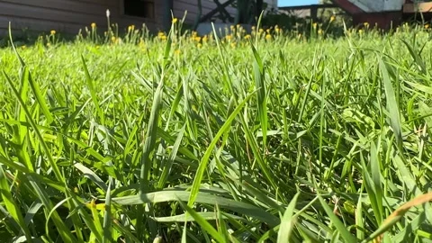 Close up of lush green grass blades blowing in the wind on a sunny spring day Stock Footage 343654246