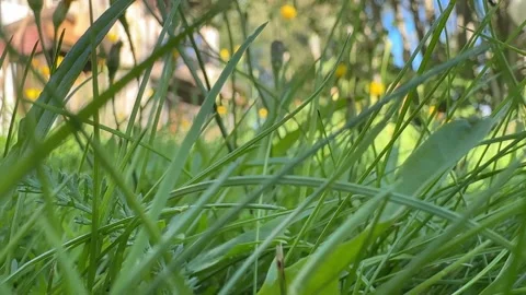 Close up of lush green grass blades blowing in the wind on a sunny spring day Vídeo Stock 343654247