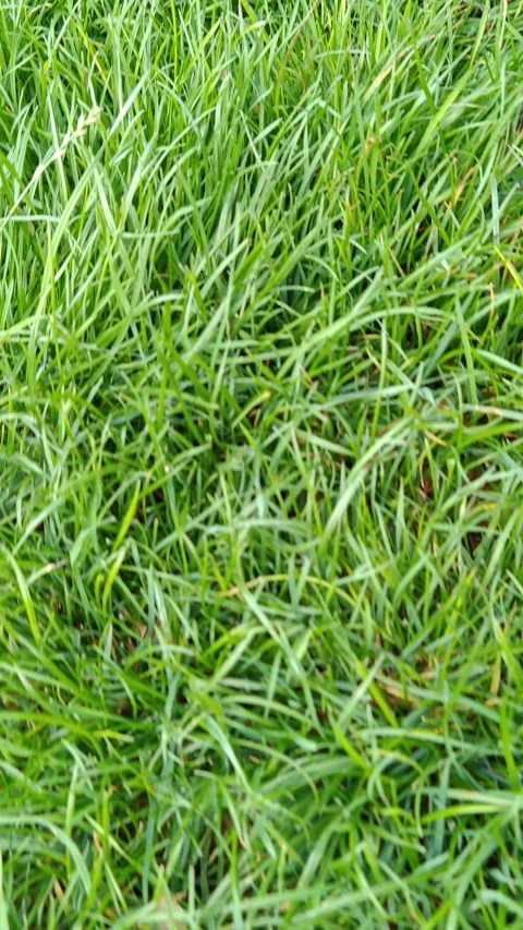 Close-up of lush green grass Stock-Footage 319097010
