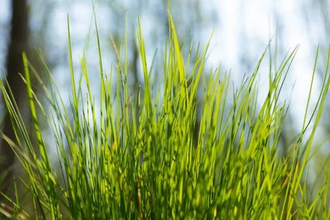 Close-up of lush green grass Stock Photos