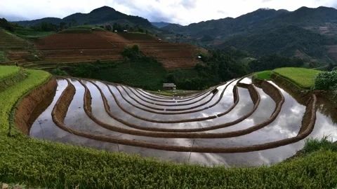 A close up of a lush green hillside 库存影片 156845330