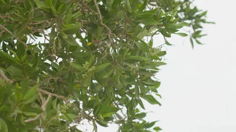Close-up of lush green leaves at a beach Video stock 334328433