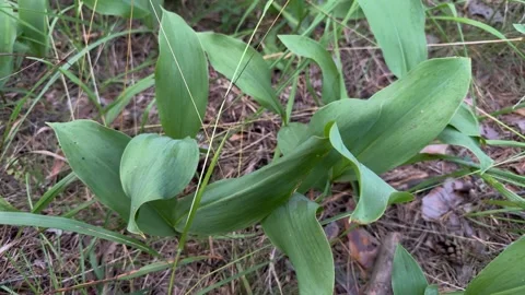 Close-up of lush green lily of the valley leaves growing on a forest floor 스톡 동영상 340514945
