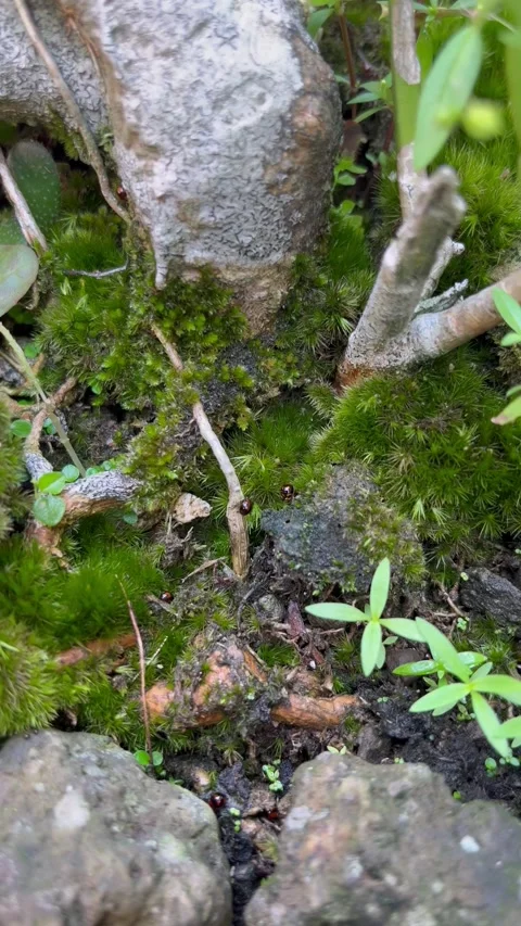 Close up of Lush Green Moss Growing Around Bonsai Tree Roots and Rocks Stock Footage 340260074