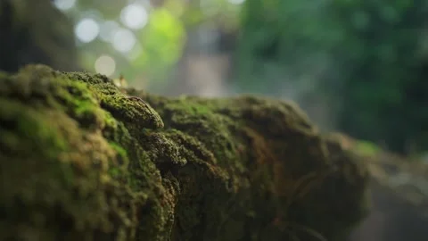Close up of an lush green moss on a tree in a peaceful, with mist rising gently. Stock Footage 328491818