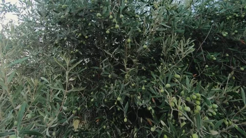 Close-up of lush green olive trees filled with ripening olives in a 스톡 동영상 294698823