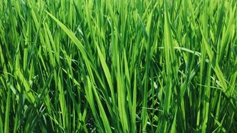 Close Up of Lush Green Rice Paddy Field Blowing in Wind Stock Footage 343980797