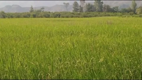 Close Up of Lush Green Rice Paddy Growing in Swat Valley Pakistan Stock Footage 344956206