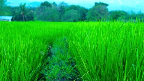 Close up of lush green rice plants growing in agricultural paddy field Stock Footage 335863255