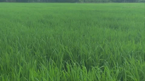 Close Up Of Lush Green Rice Plants Waving In The Wind Under Natural Daylight Stock Footage 341124579