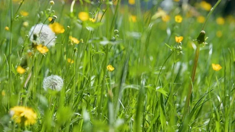 Close up of a lush green spring meadow Stock Footage 128929680