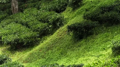 Close-up of lush green tea bushes covering a rolling plantation hillside Vídeo Stock 337927294