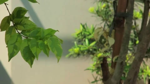 Close-up of lush green tree leaves with sunlight casting shadows in a garde.. Vidéo 332126141