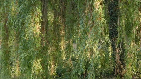 Close Up of Lush Green Weeping Willow Branches and Leaves Sunlit in a Park Stock Footage 340477486