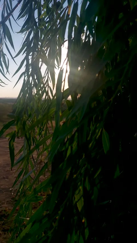 Close-up of lush green weeping willow branches with long narrow leaves hanging Stock Footage 346118223