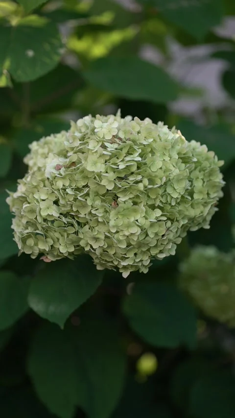 Close-up of a lush green-white hydrangea bloom cluster with soft petals Stock-Footage 341630386